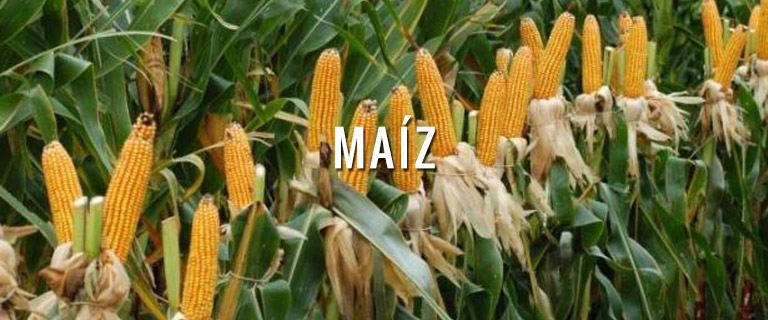 productos-maiz-semillas
