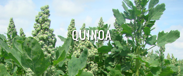 productos-quinoa-semillas